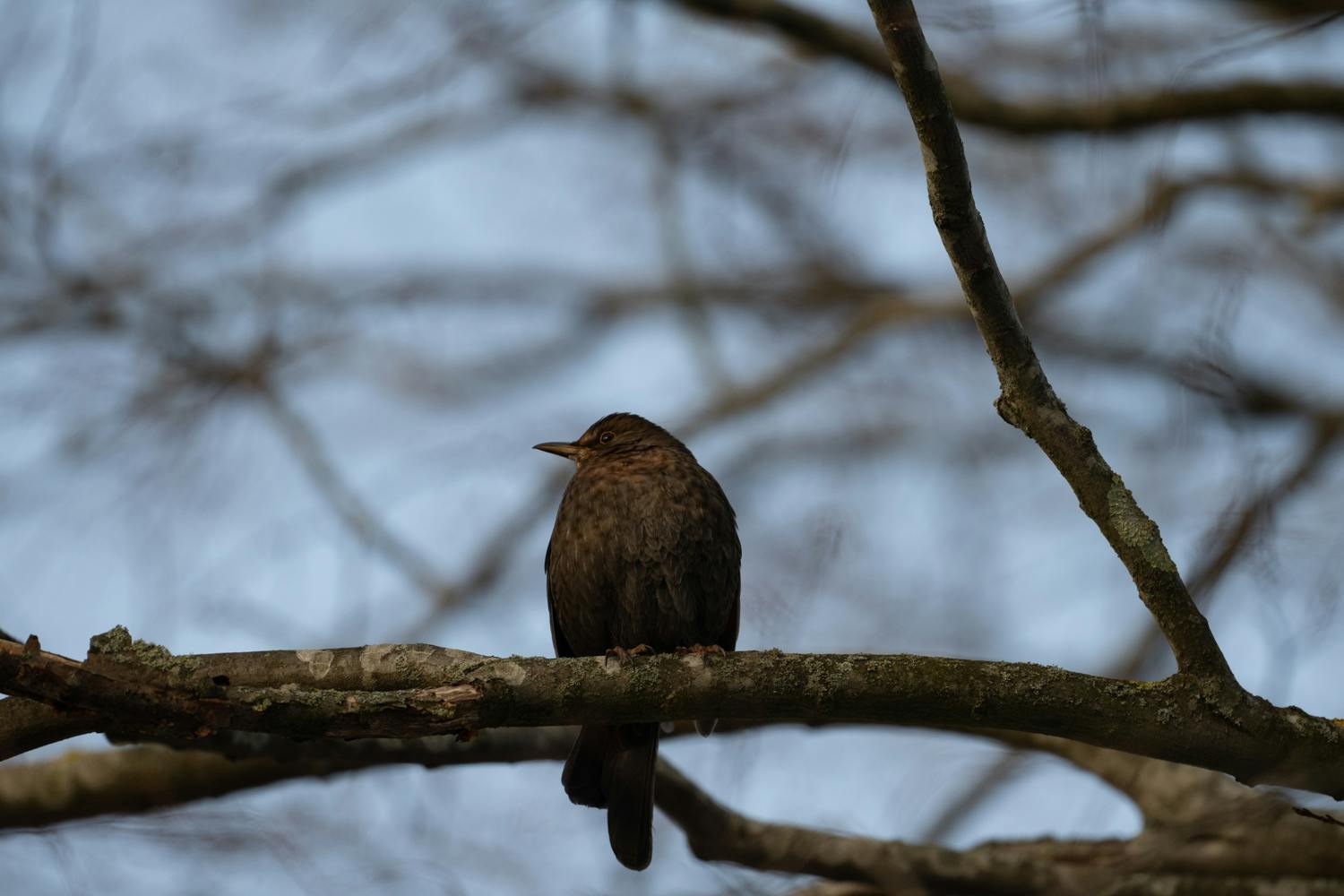 Foto med profilen Adobe Färg Foto med profilen Adobe Färg